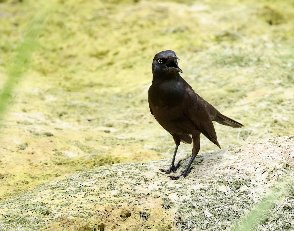 Common Grackle - Grace Simms  🐦‍⬛