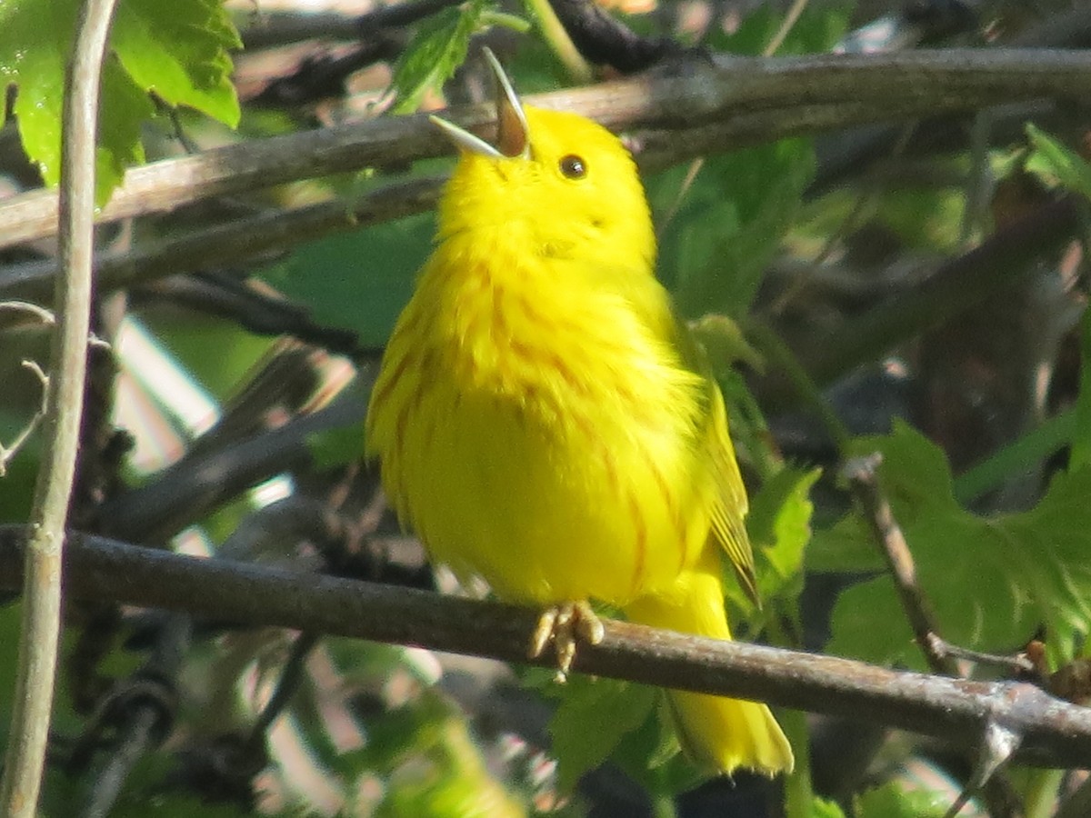 Yellow Warbler - Ethan Maynard