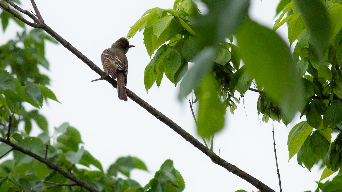 Great Crested Flycatcher - Todd Kiraly