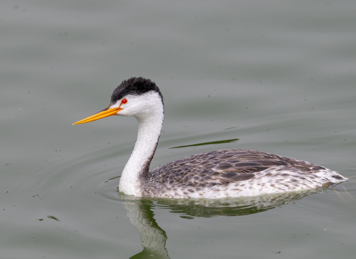 Clark's Grebe - Herb Elliott