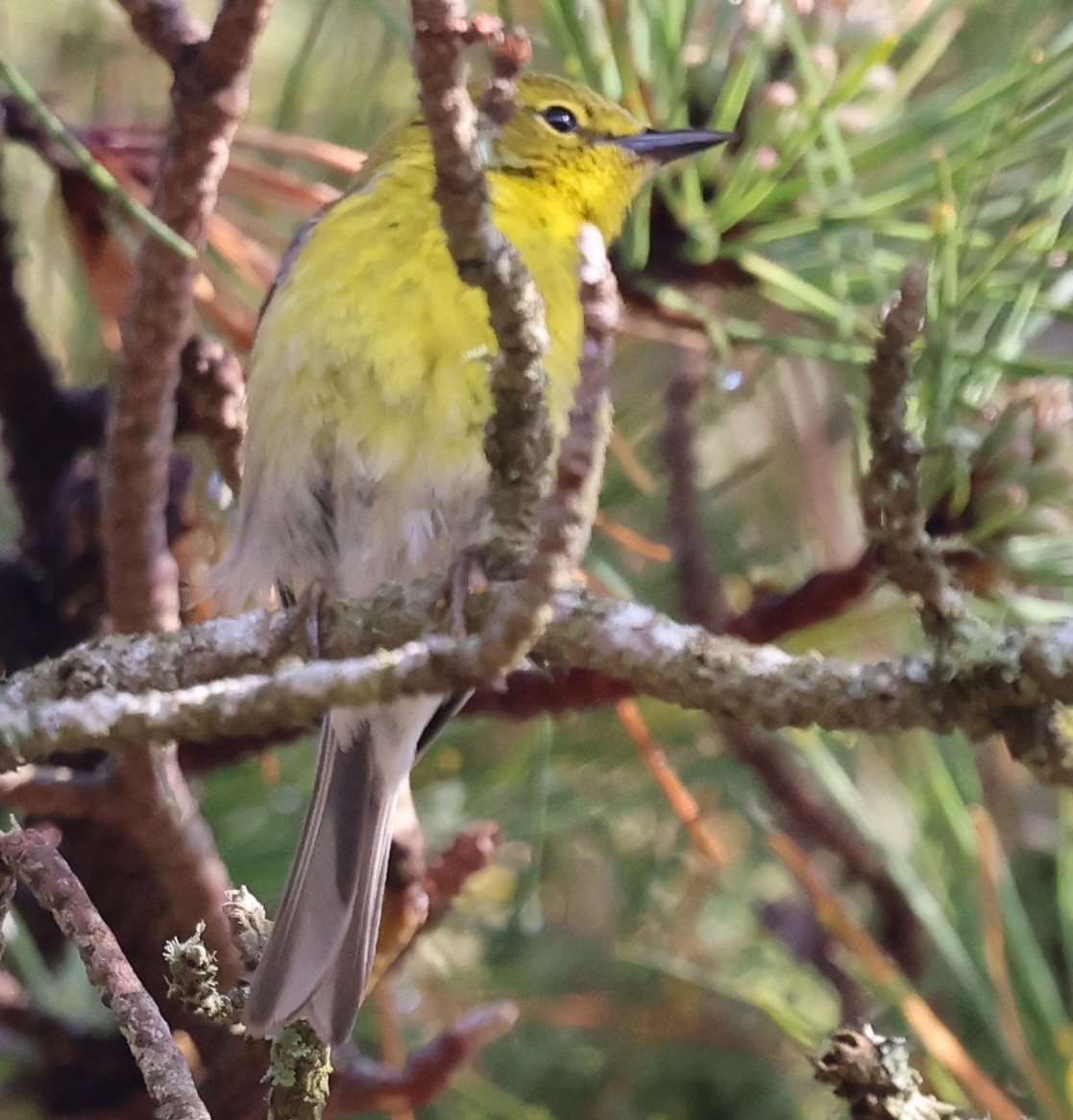 Pine Warbler - ML618793803