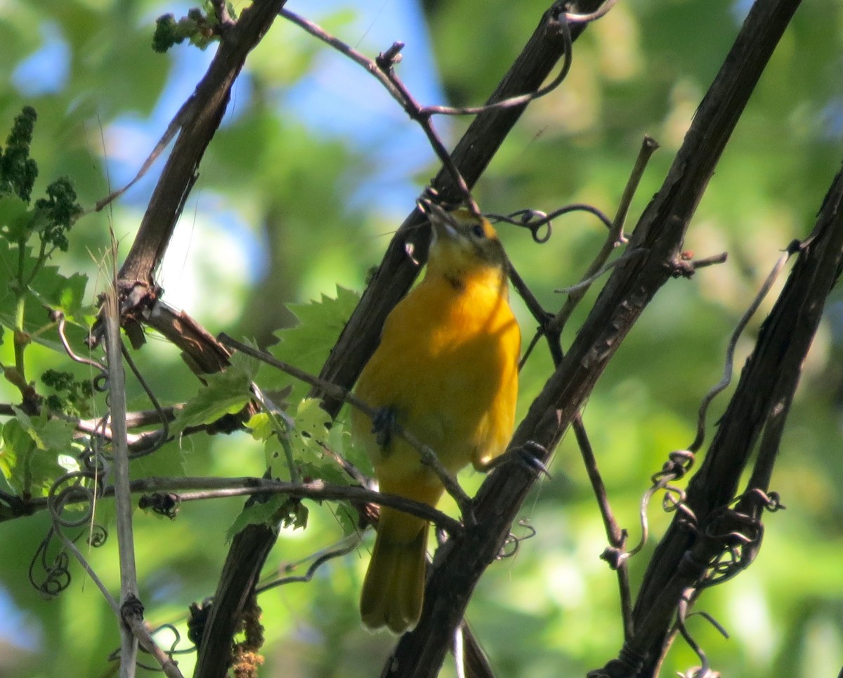 Baltimore Oriole - Ethan Maynard