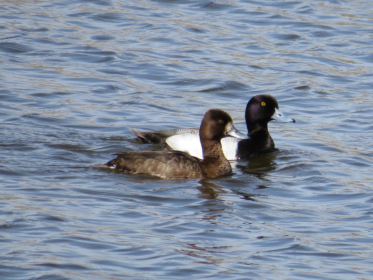 Lesser Scaup - Cliff Long