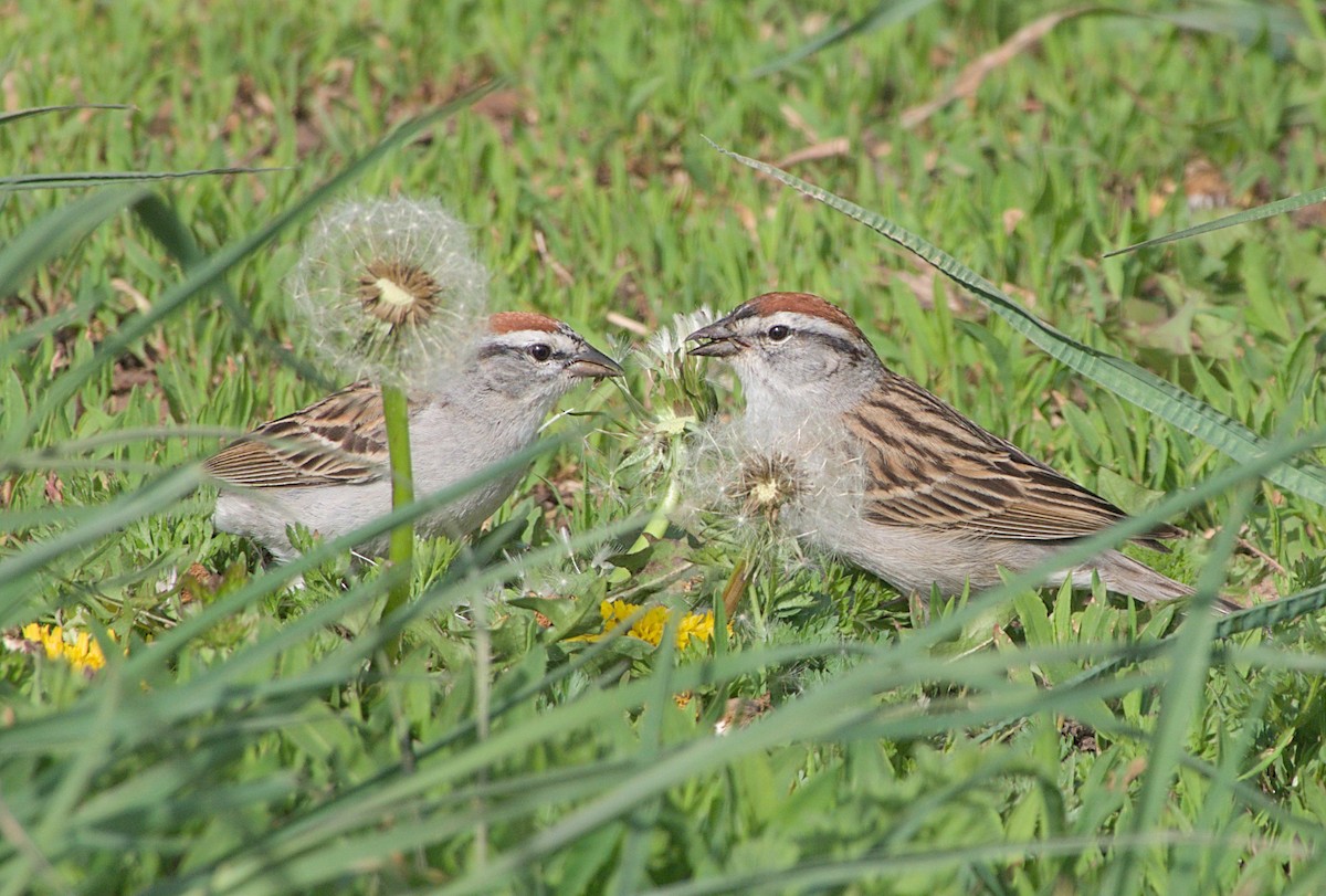 Chipping Sparrow - willem van vliet-