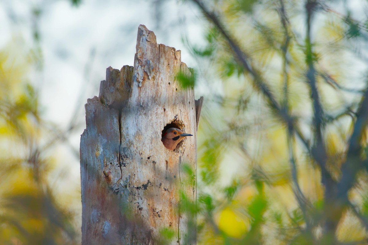 Northern Flicker - Darry W.