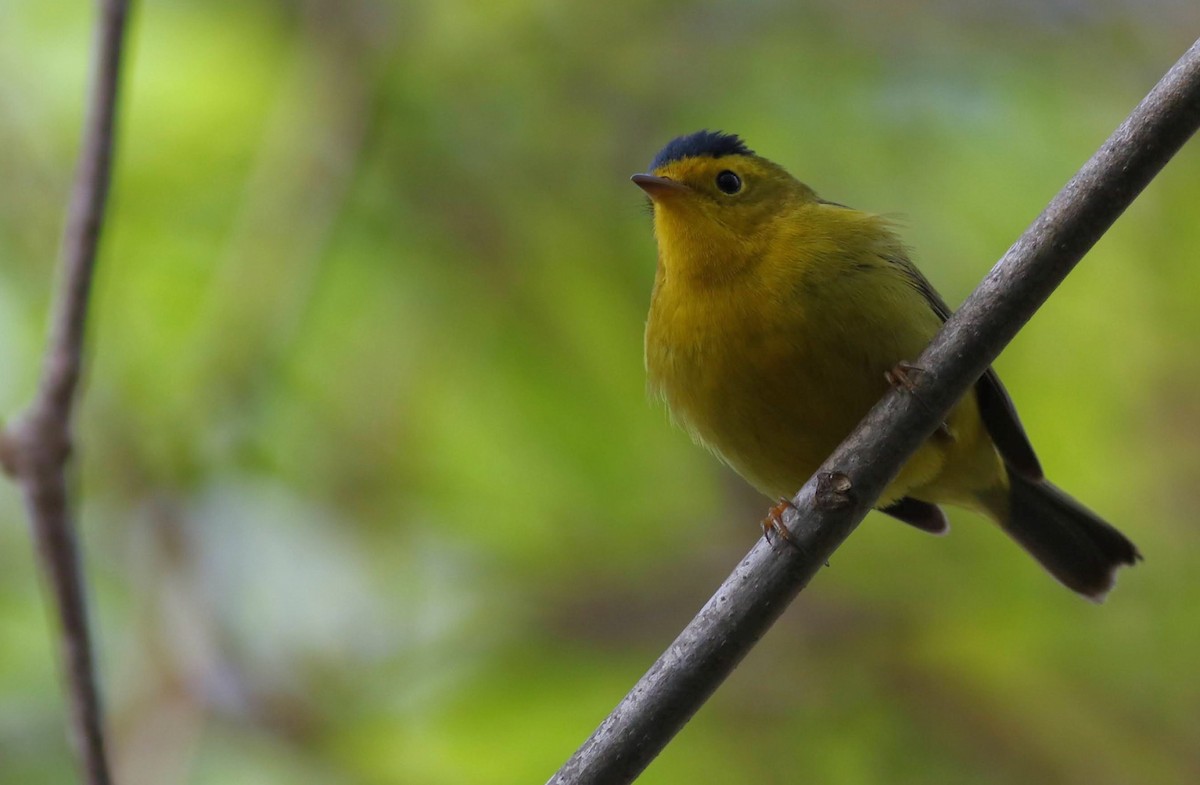 Wilson's Warbler - Quinn Nial