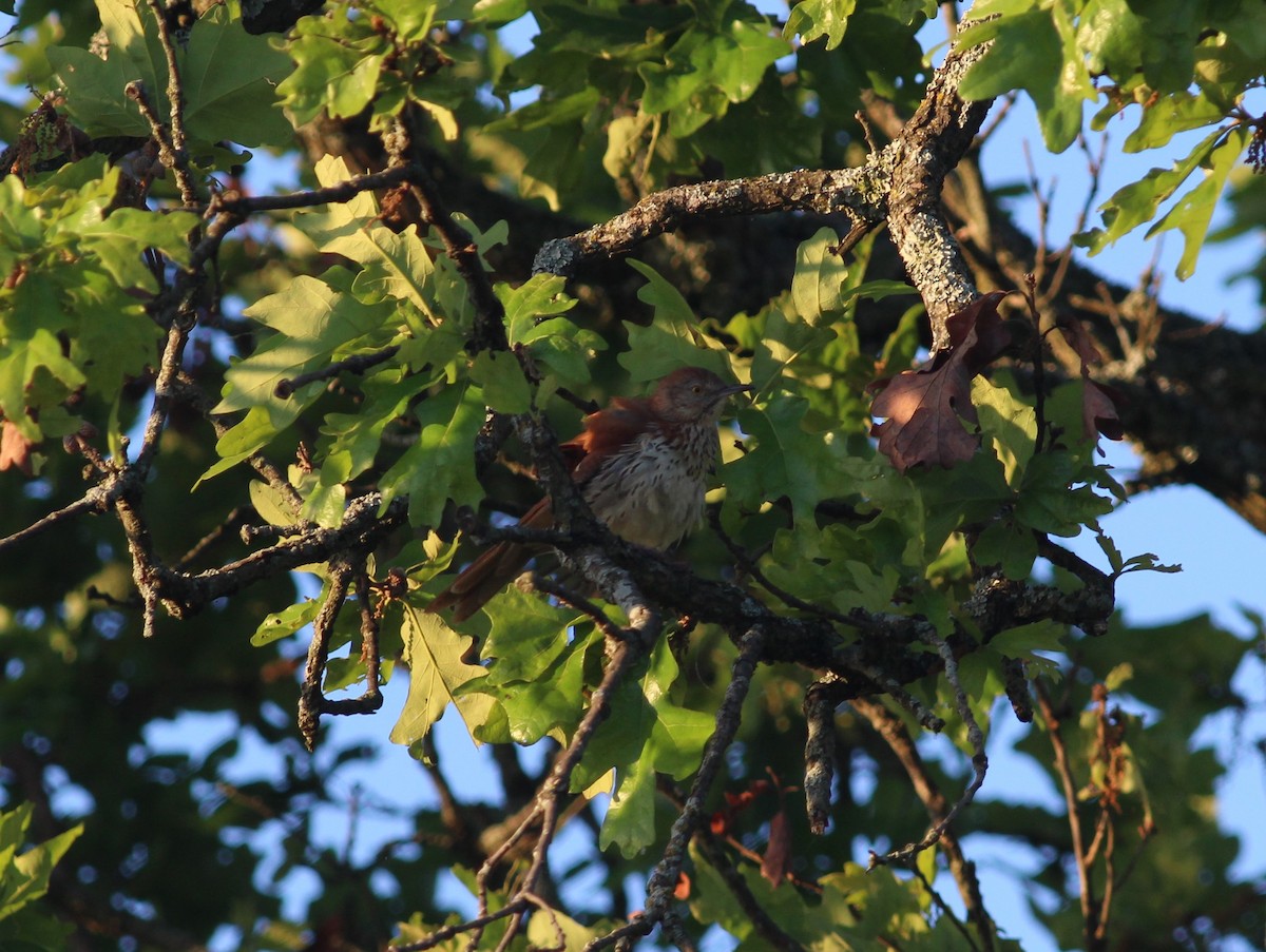 Brown Thrasher - Philip  Vogrinc