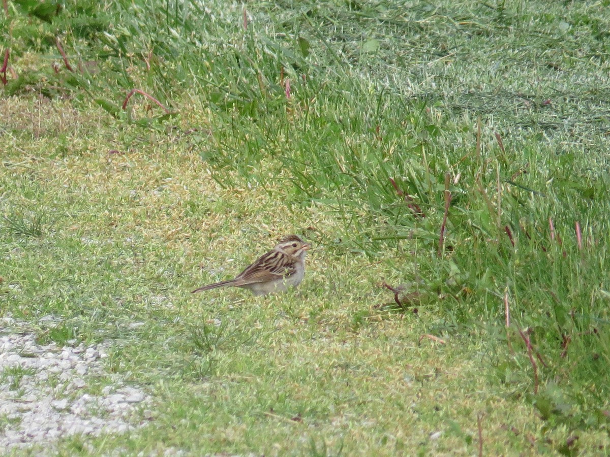 Clay-colored Sparrow - ML618793869