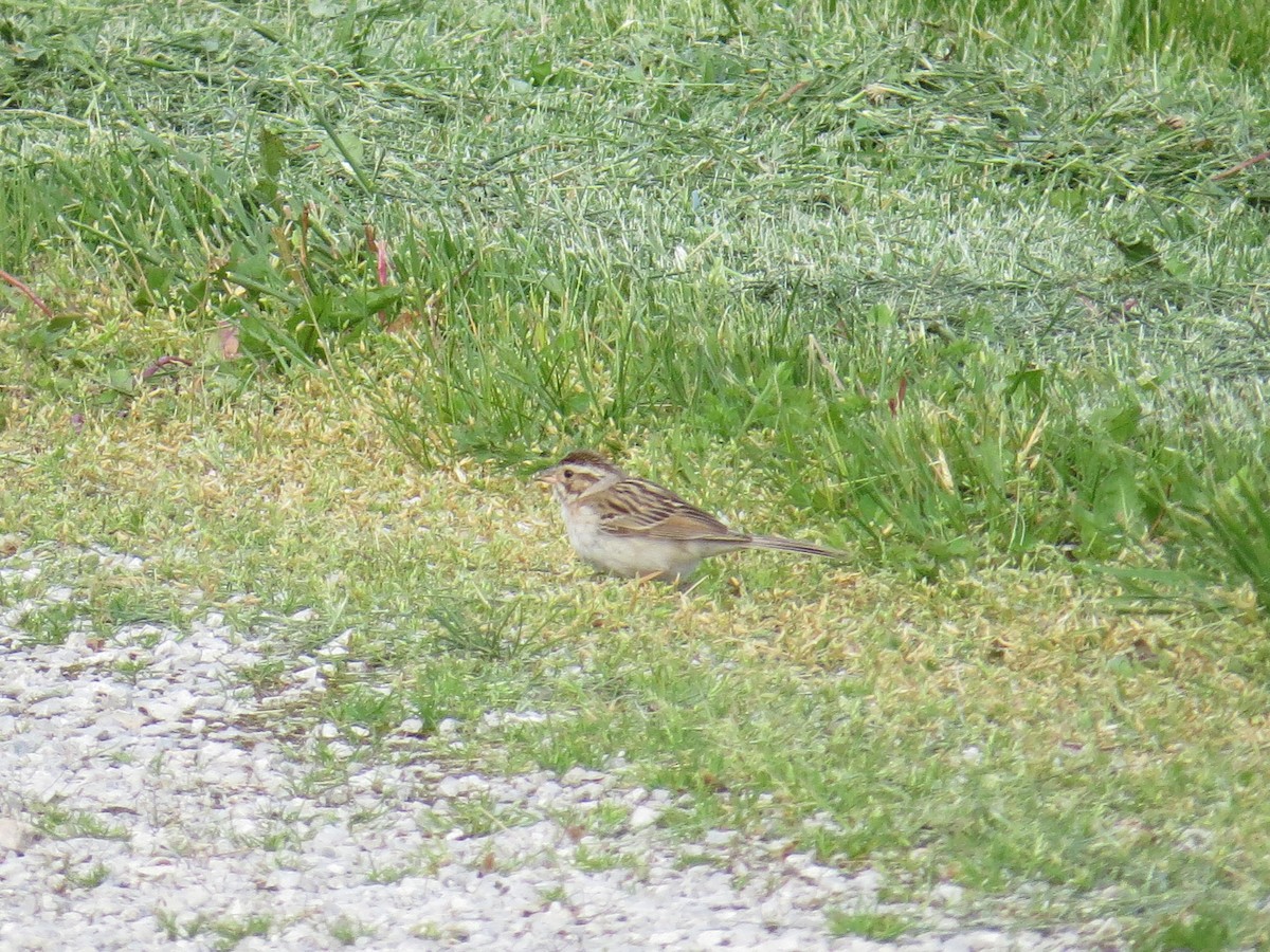 Clay-colored Sparrow - ML618793872