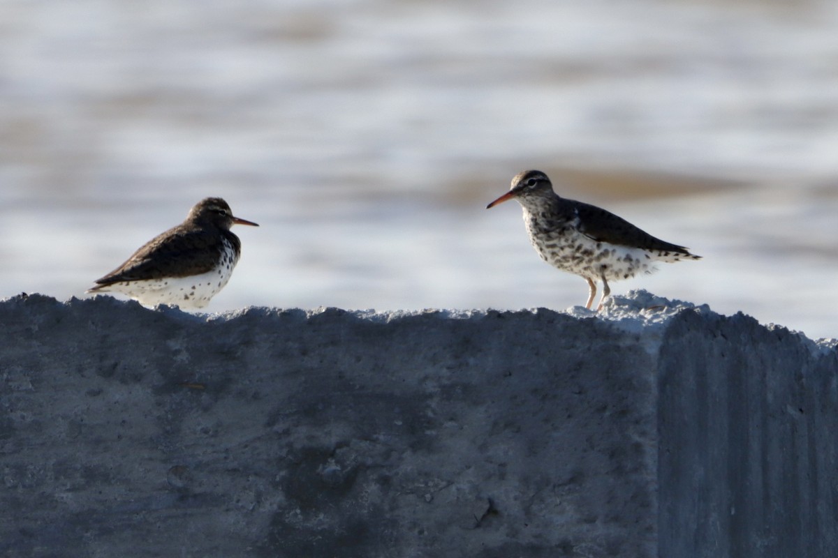 Spotted Sandpiper - Jo VerMulm