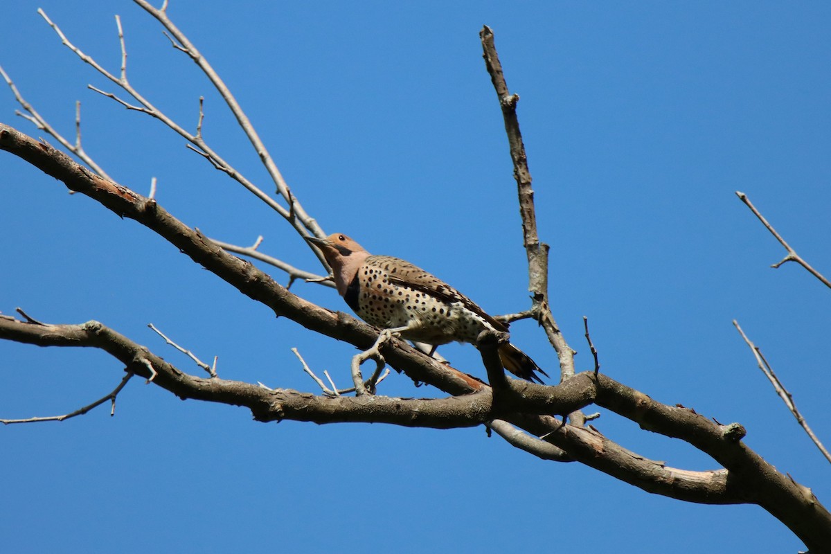 Northern Flicker - Vicky Atkinson