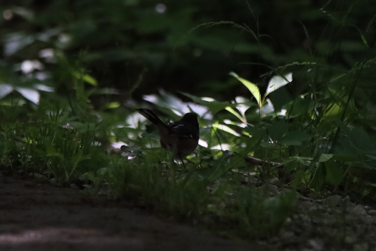 Eastern Towhee - ML618793911