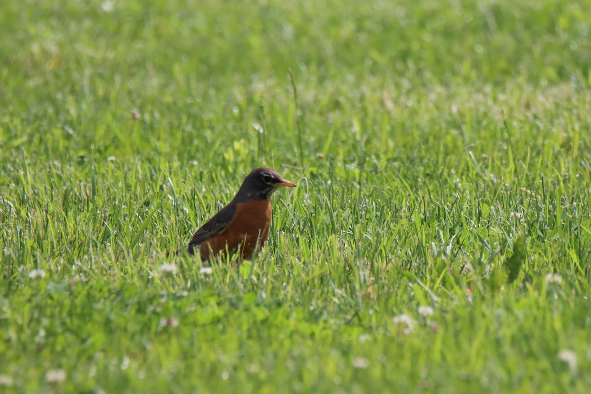 American Robin - ML618793915