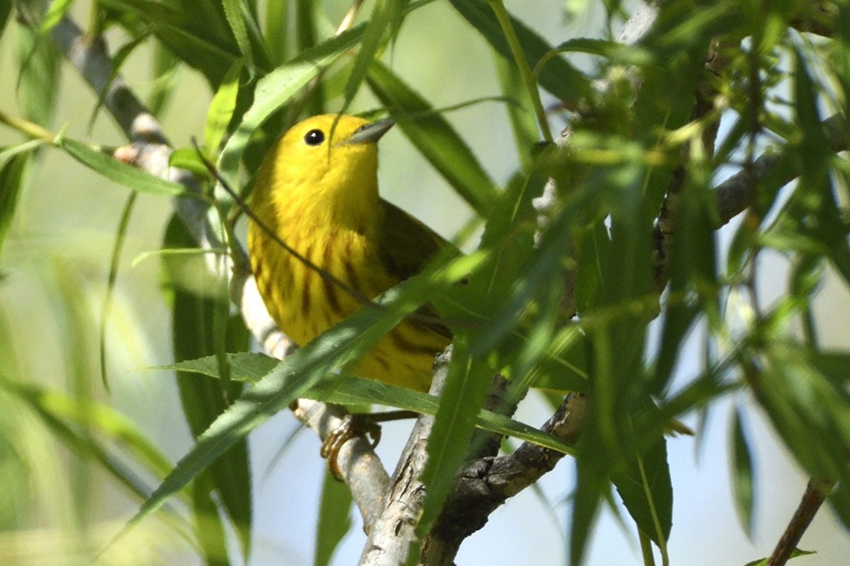 Yellow Warbler - Pat McGrane