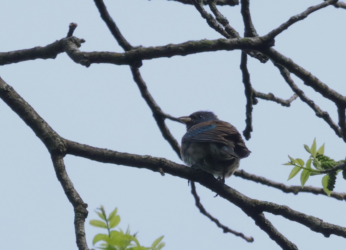 Indigo Bunting - ML618793939