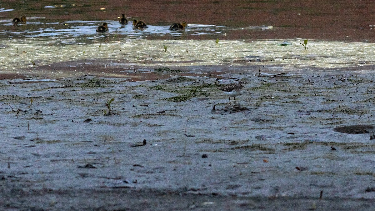 Spotted Sandpiper - Todd Kiraly