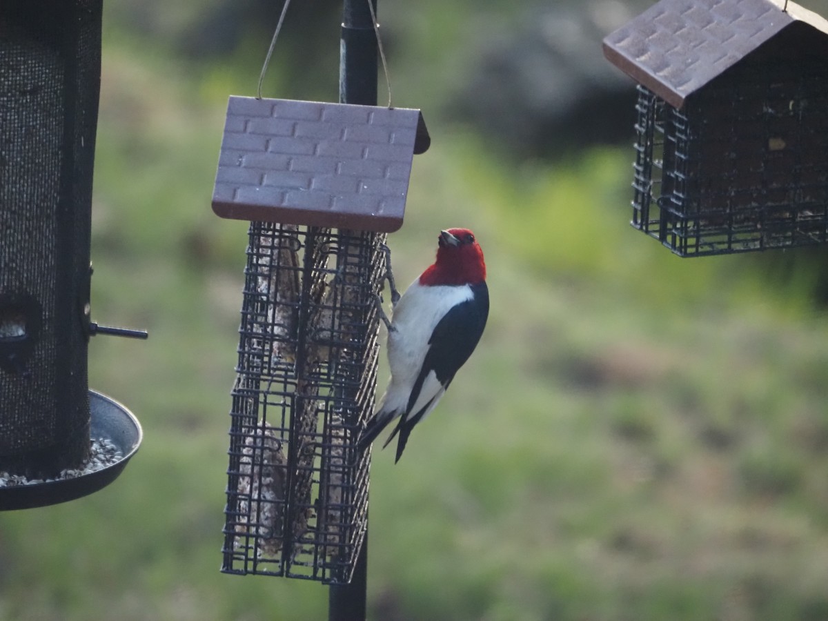 Red-headed Woodpecker - ML618793953