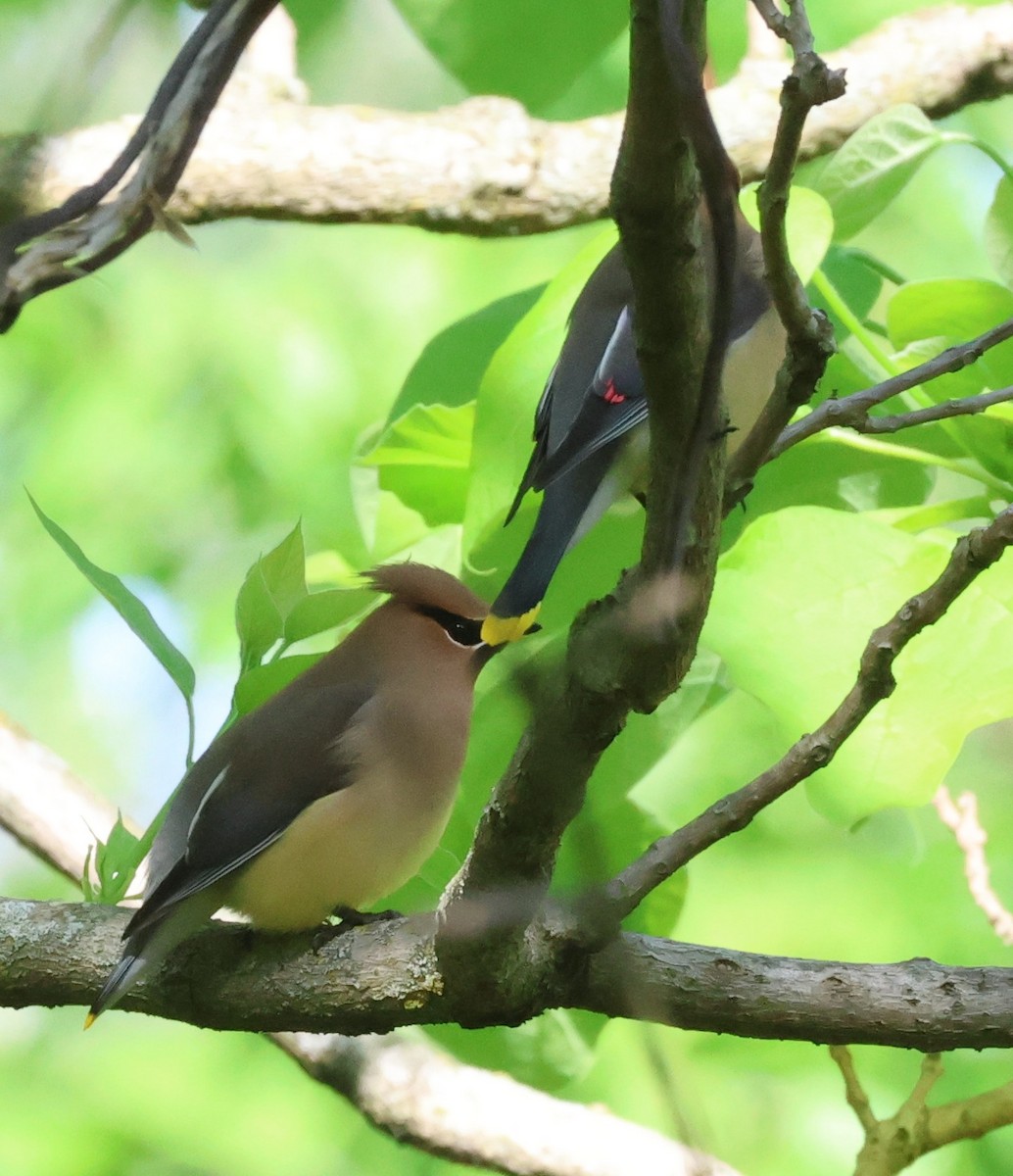 Cedar Waxwing - ML618793957