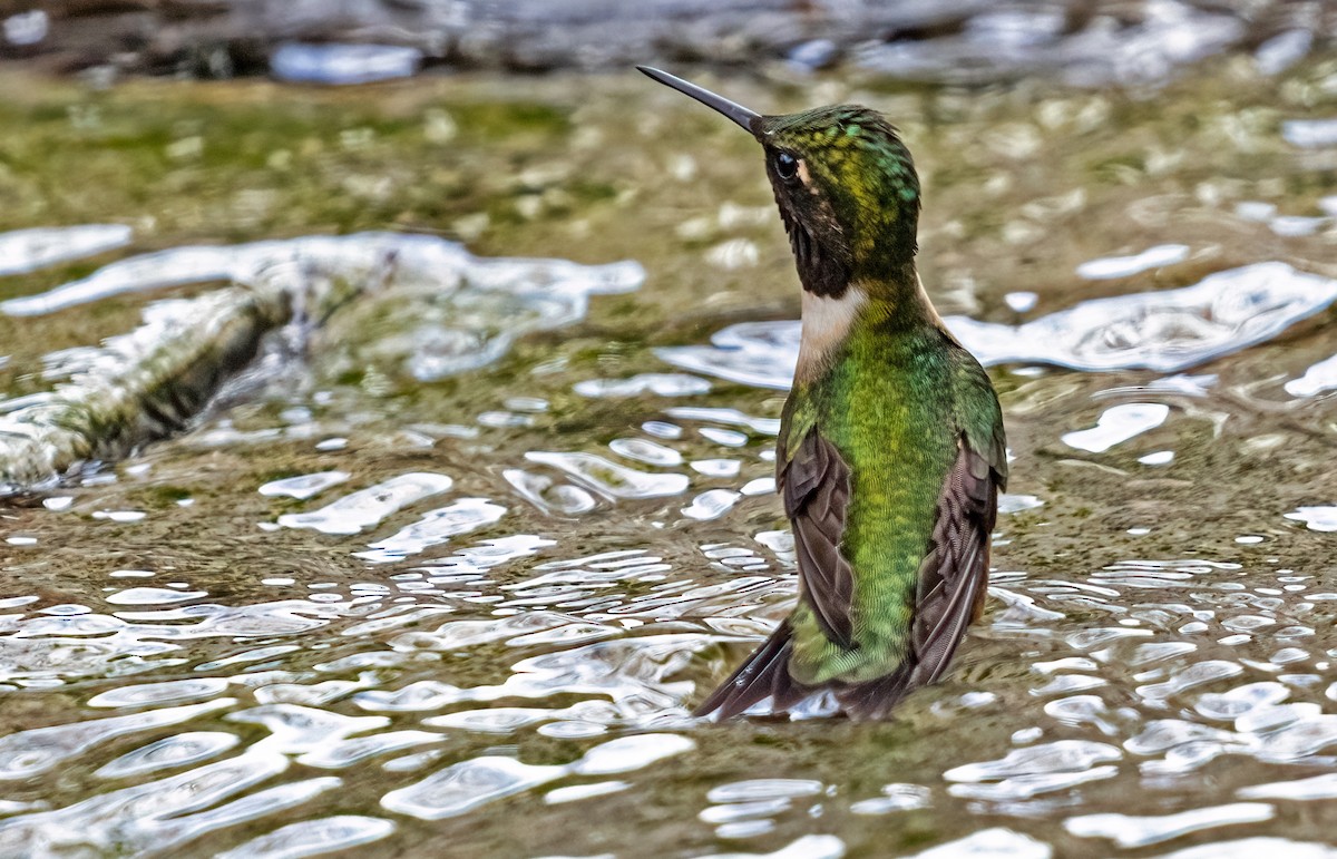 Ruby-throated Hummingbird - Garry  Sadler