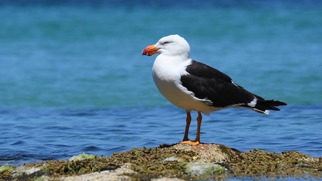 Gaviota de Tasmania - ML618793964