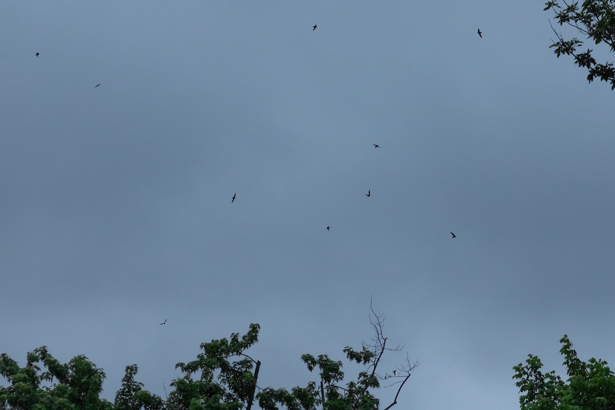 Chimney Swift - Todd Kiraly