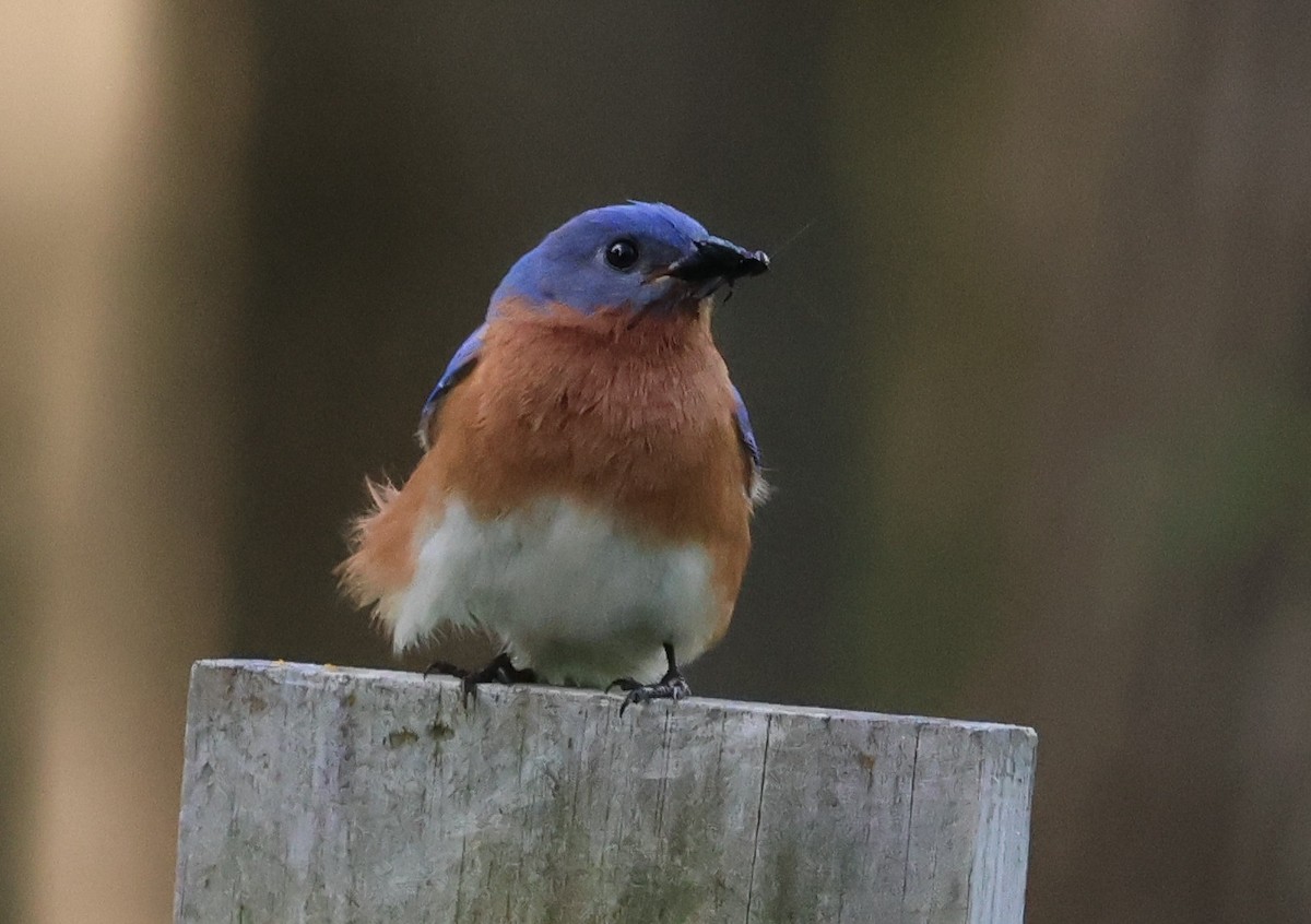 Eastern Bluebird - ML618793975