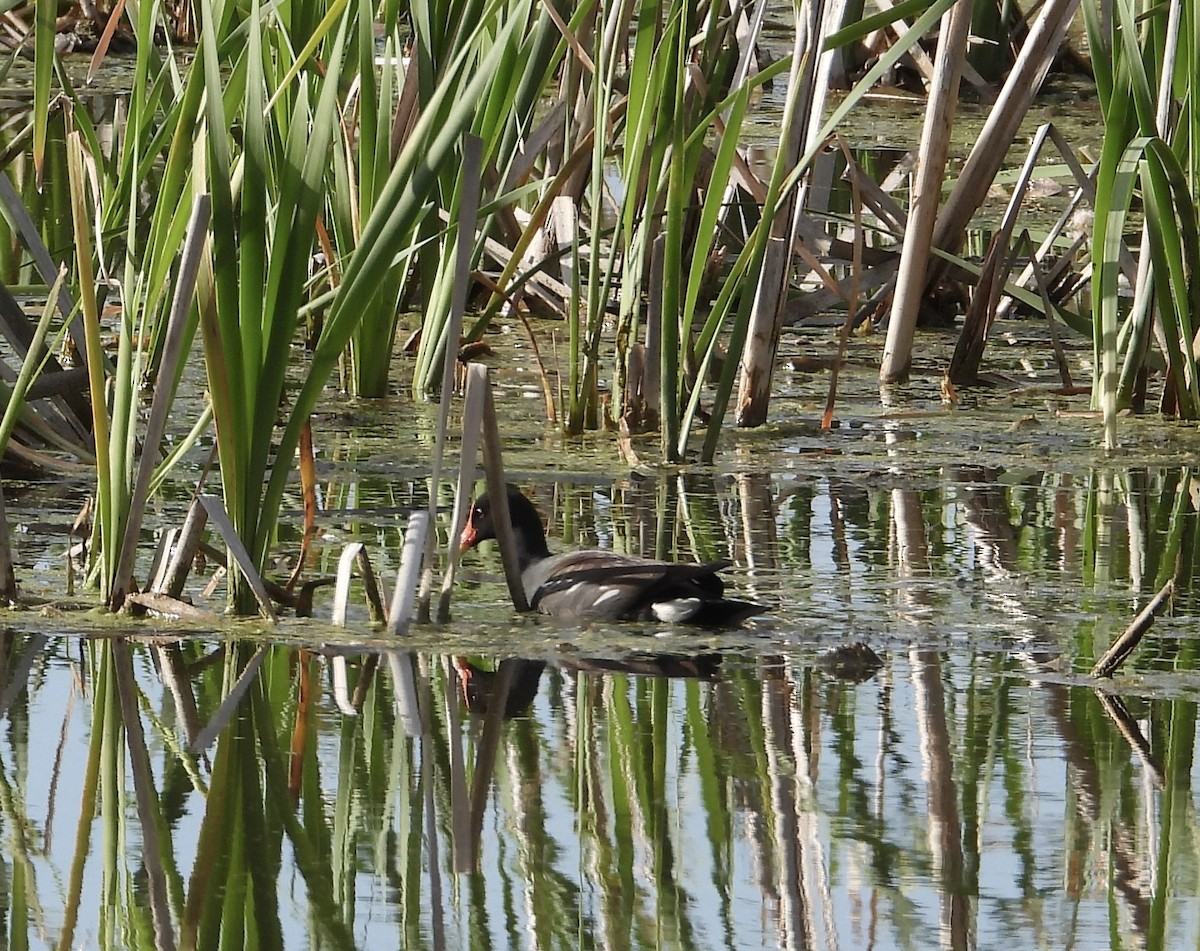 Common Gallinule - ML618793979