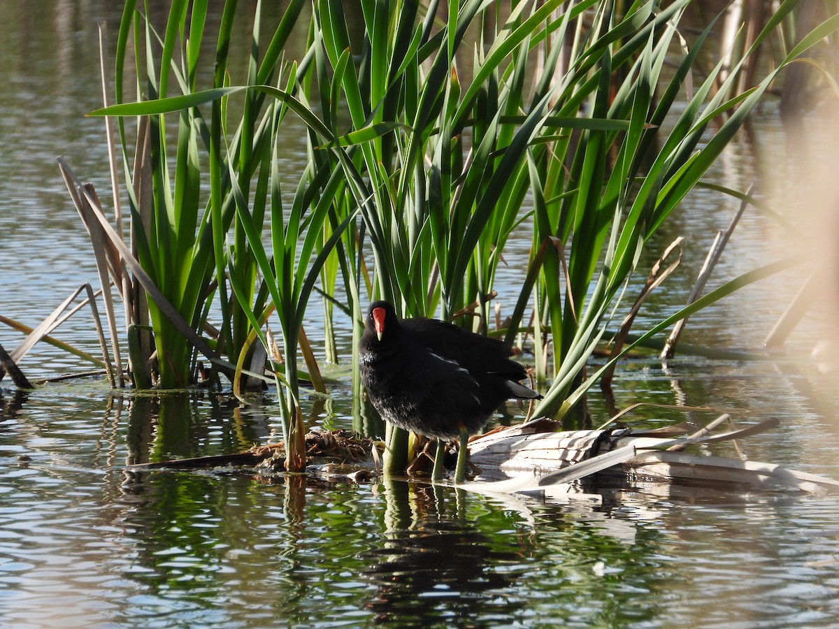 Common Gallinule - ML618793981