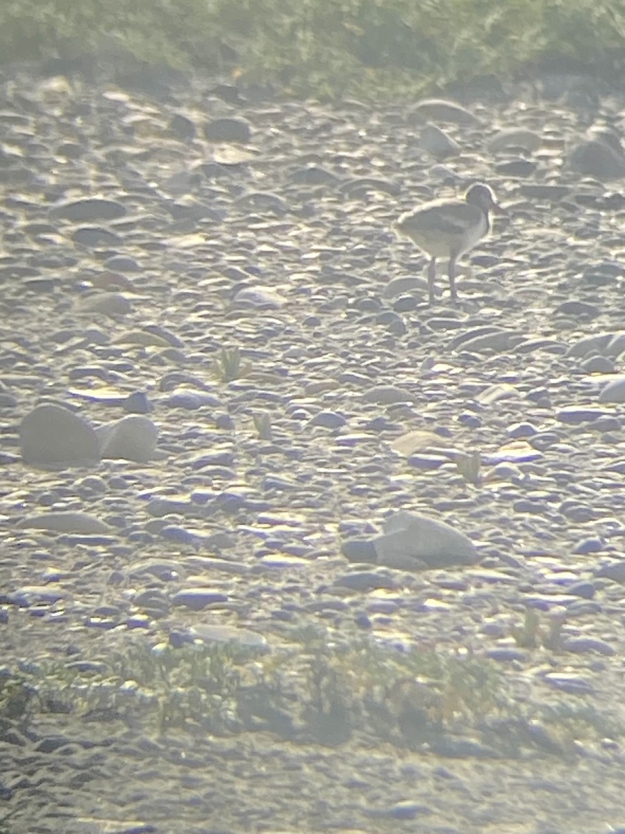 American Oystercatcher - ML618794013