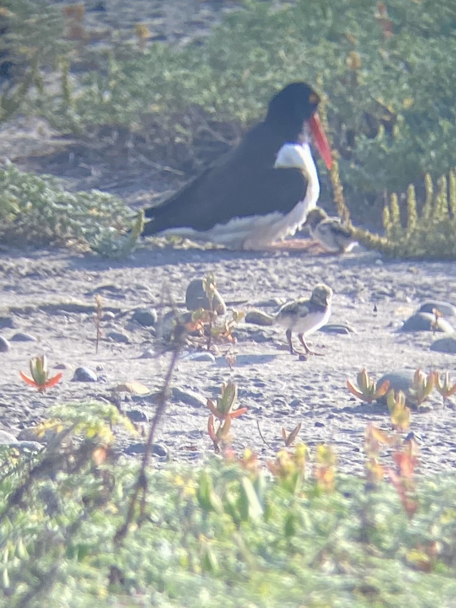 American Oystercatcher - ML618794014