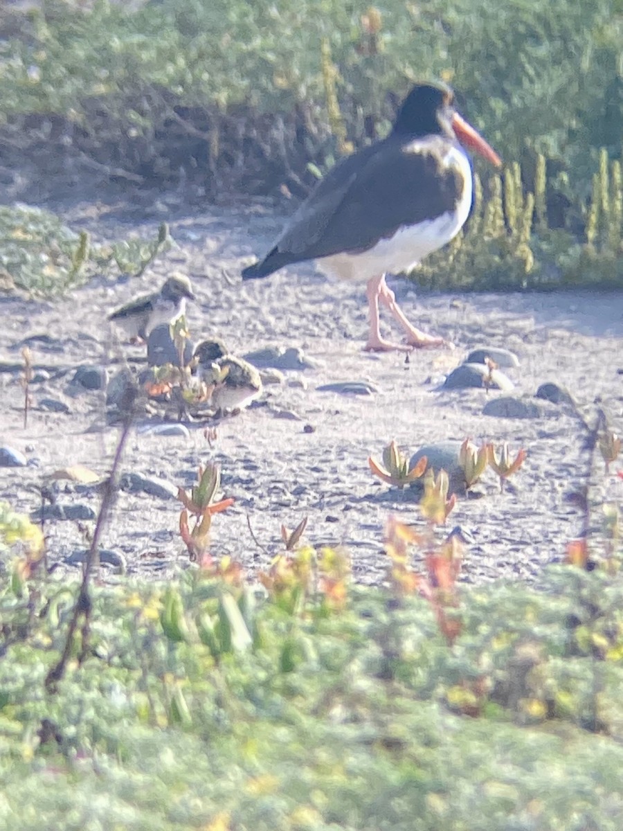 American Oystercatcher - ML618794015