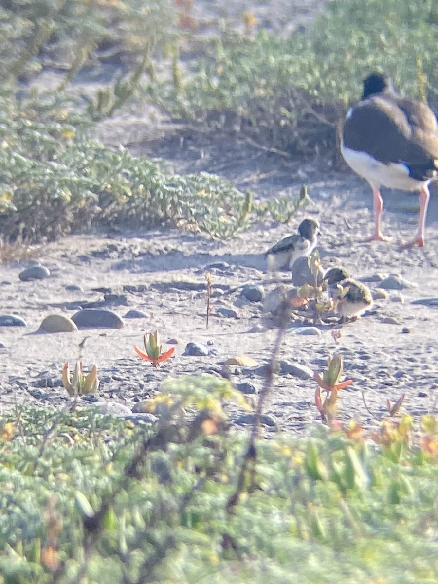 American Oystercatcher - ML618794016