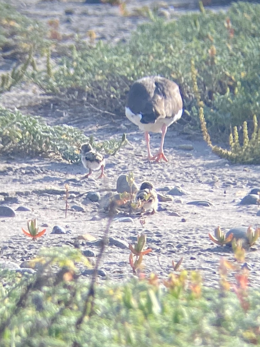 American Oystercatcher - ML618794017