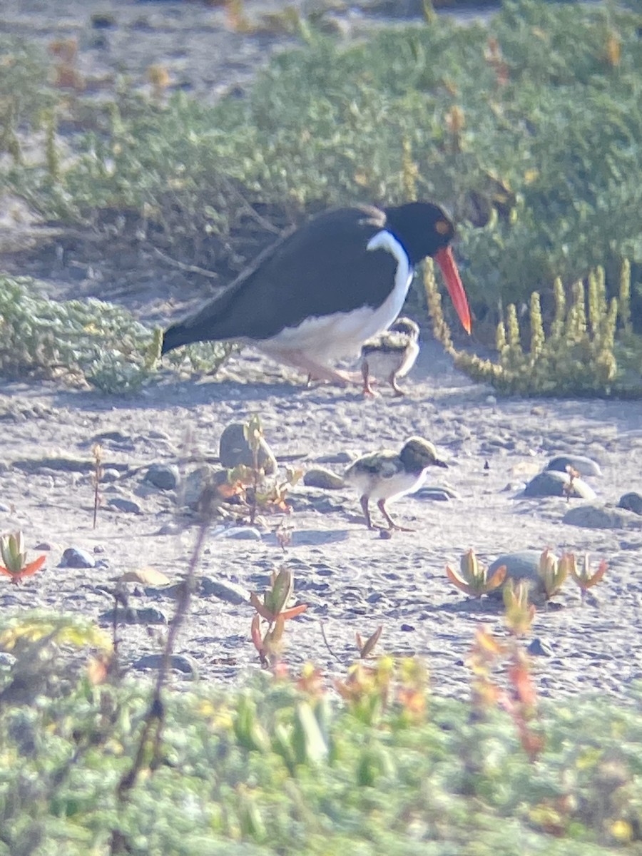 American Oystercatcher - ML618794018