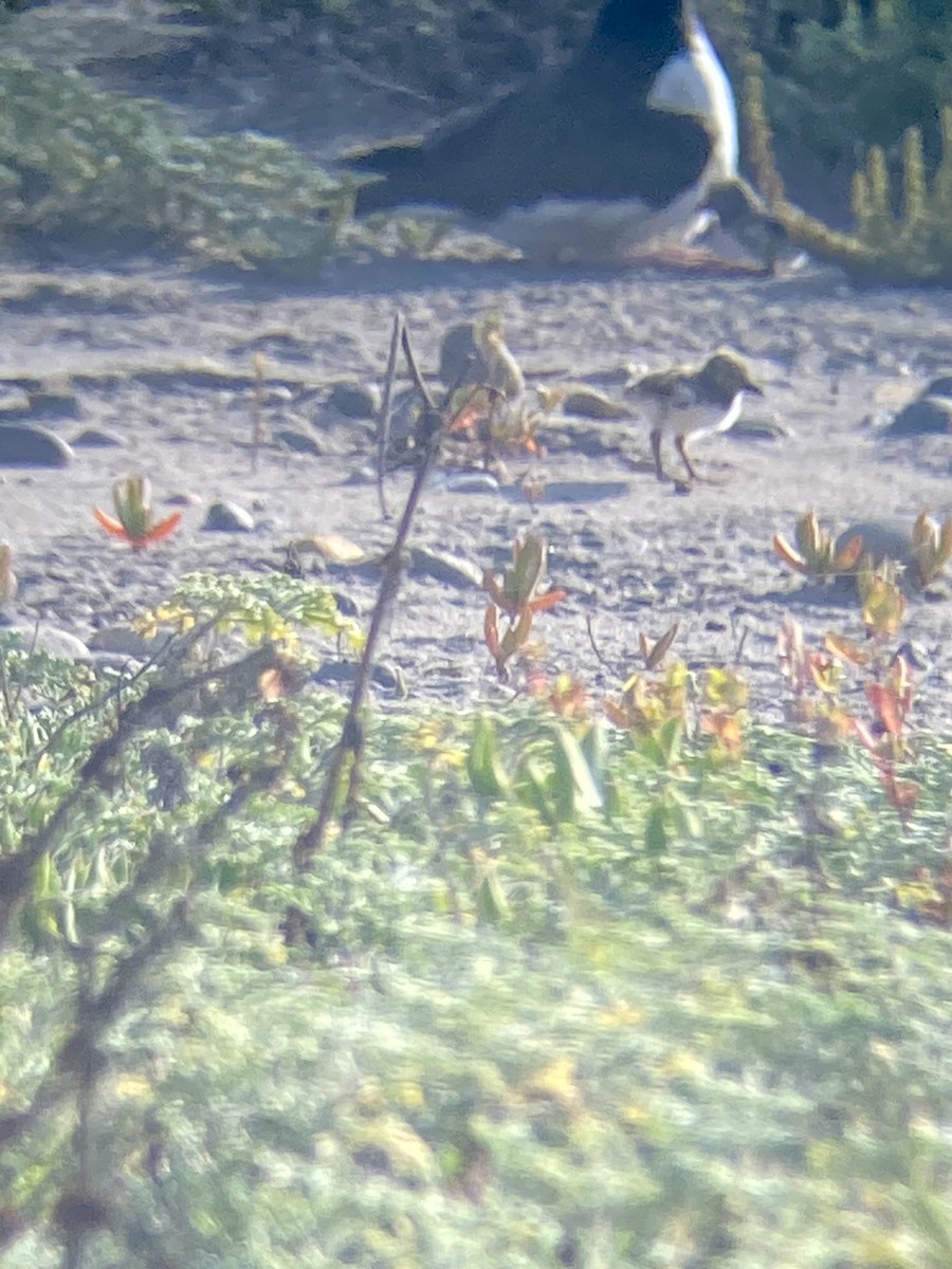 American Oystercatcher - ML618794019