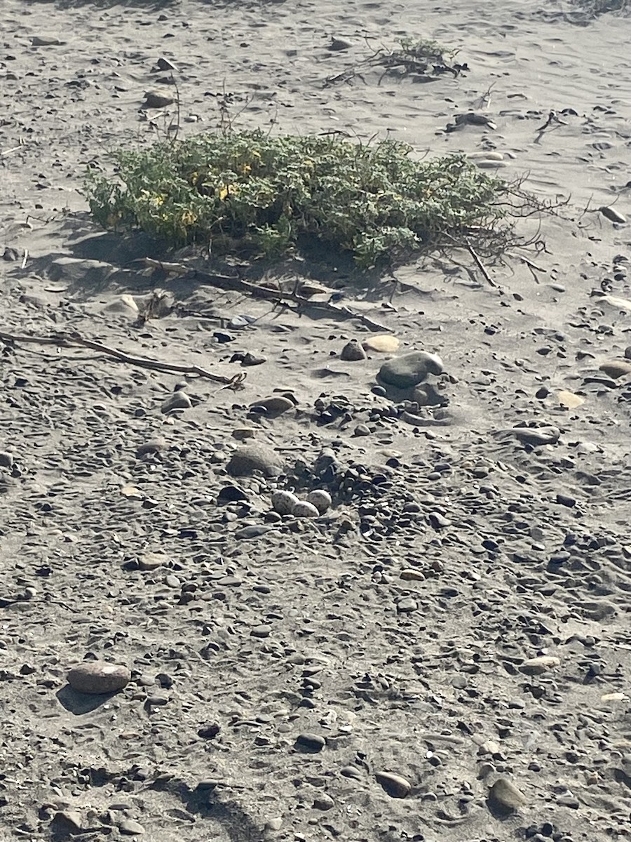 American Oystercatcher - ML618794020