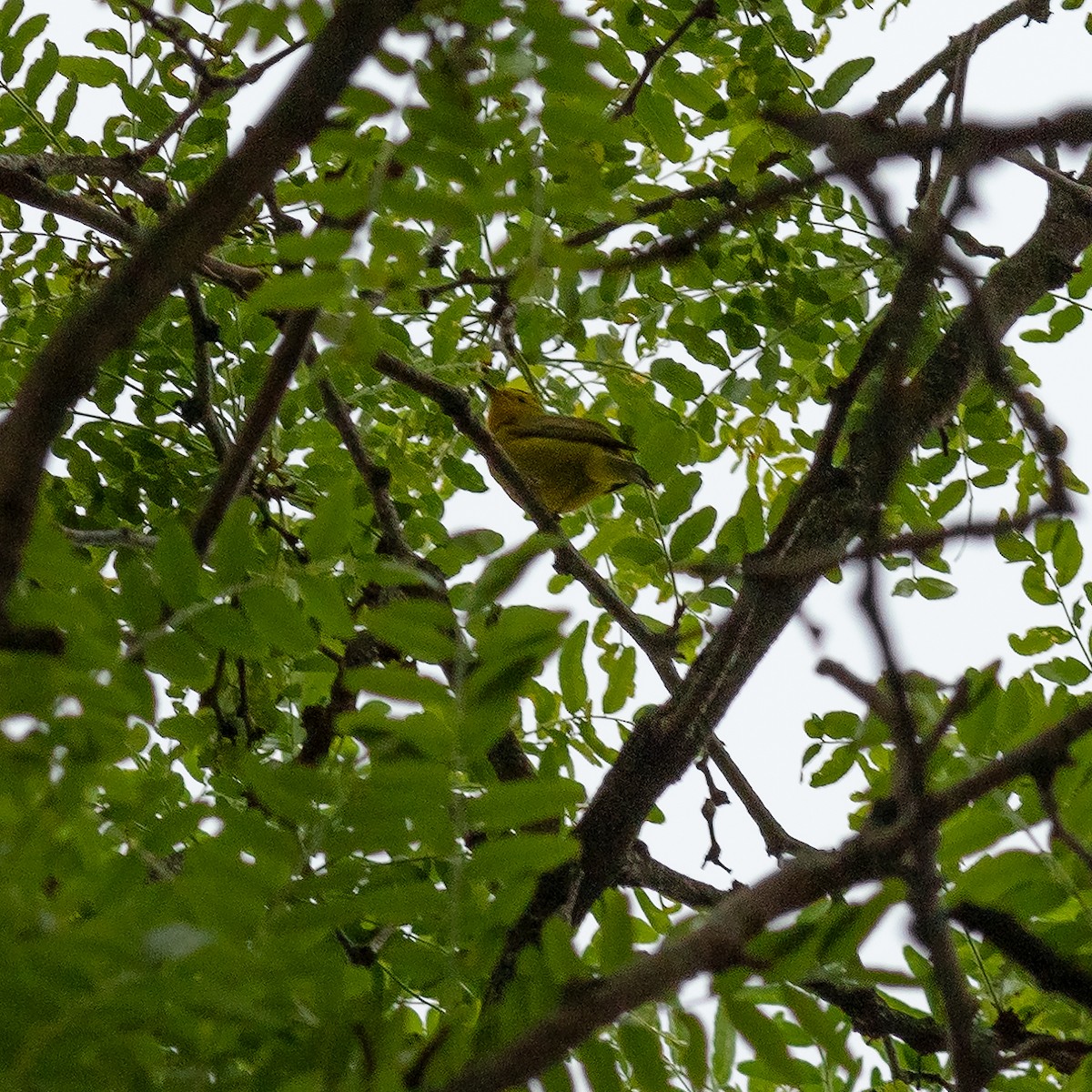 Wilson's Warbler - Todd Kiraly