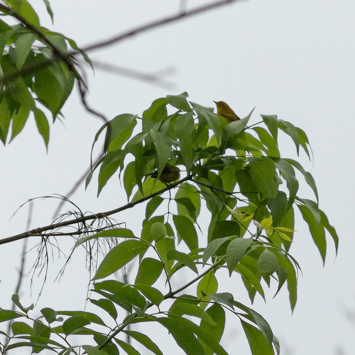 Yellow Warbler - Todd Kiraly