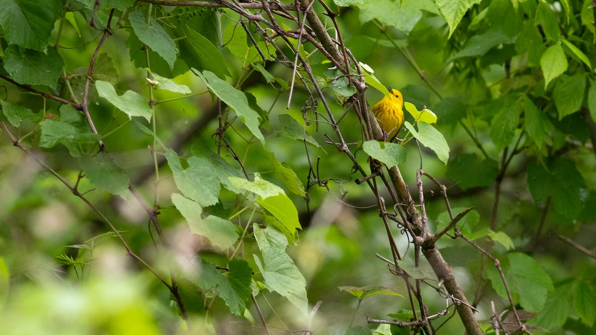 Yellow Warbler - Todd Kiraly