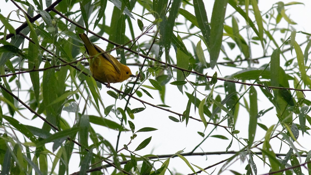 Yellow Warbler - Todd Kiraly