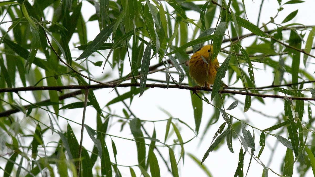 Yellow Warbler - Todd Kiraly