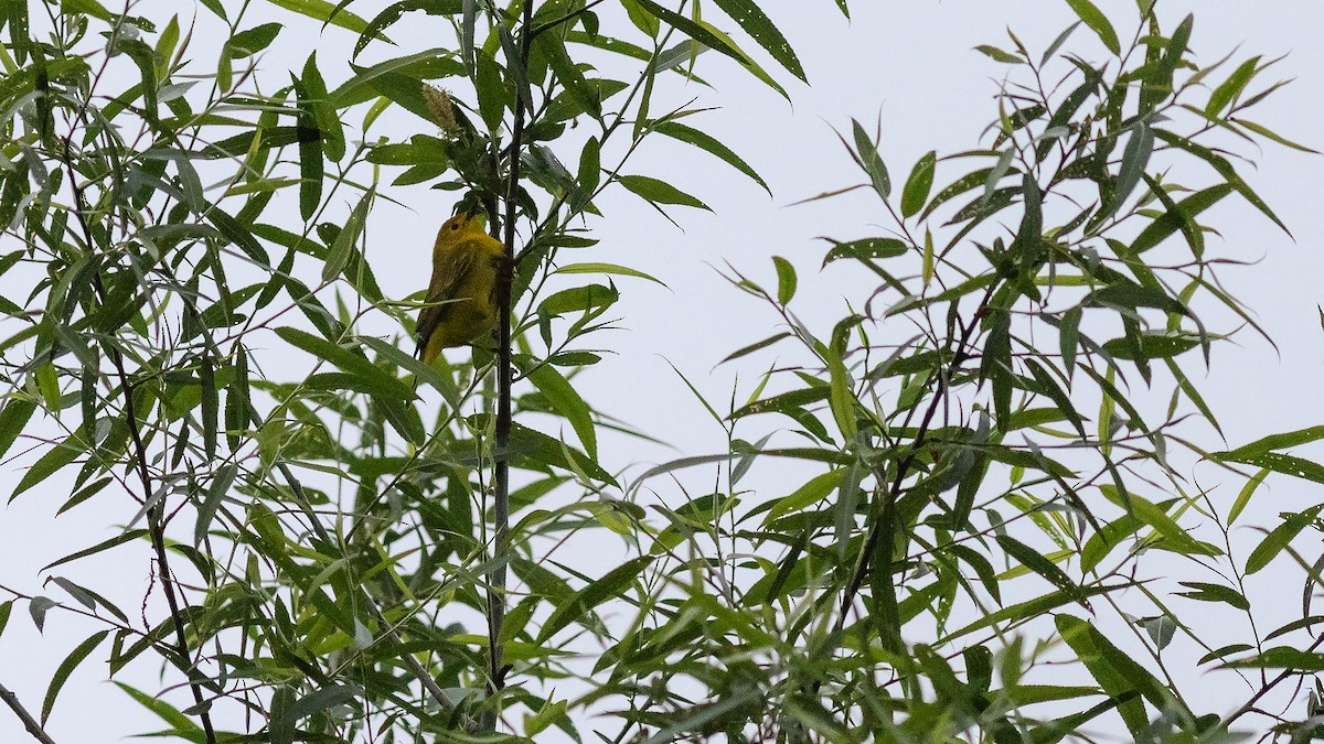 Yellow Warbler - Todd Kiraly