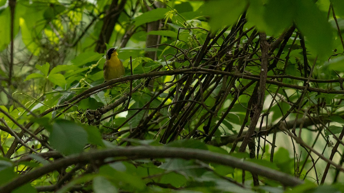 Common Yellowthroat - Todd Kiraly