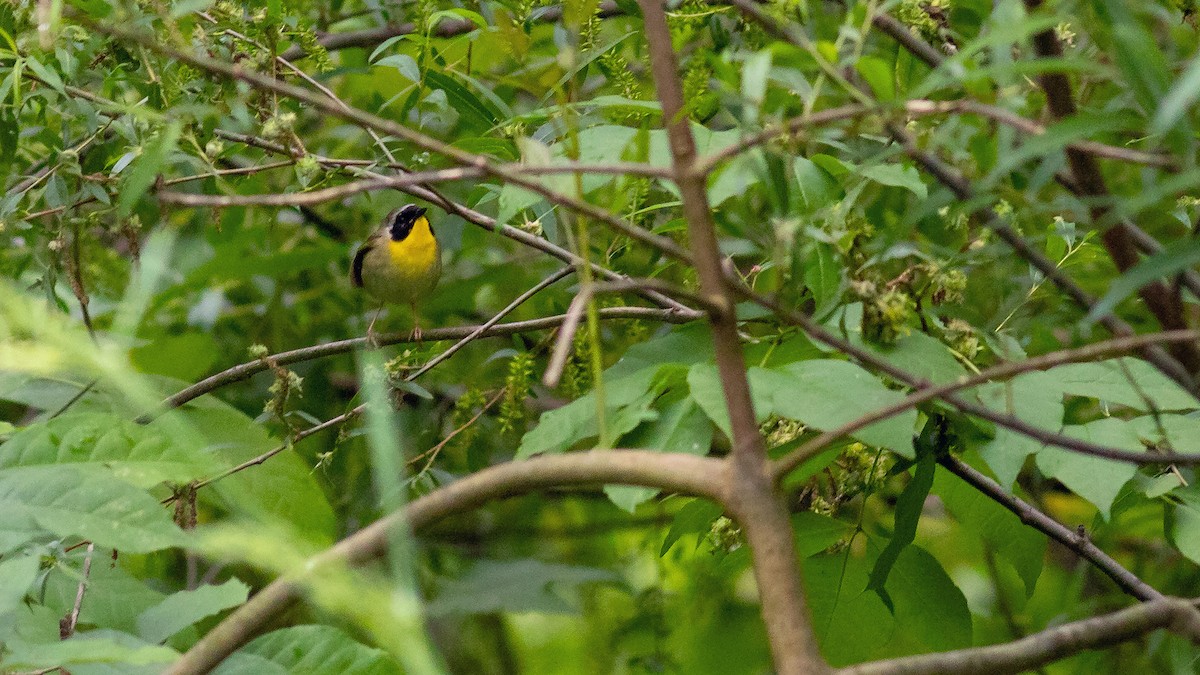 Common Yellowthroat - Todd Kiraly