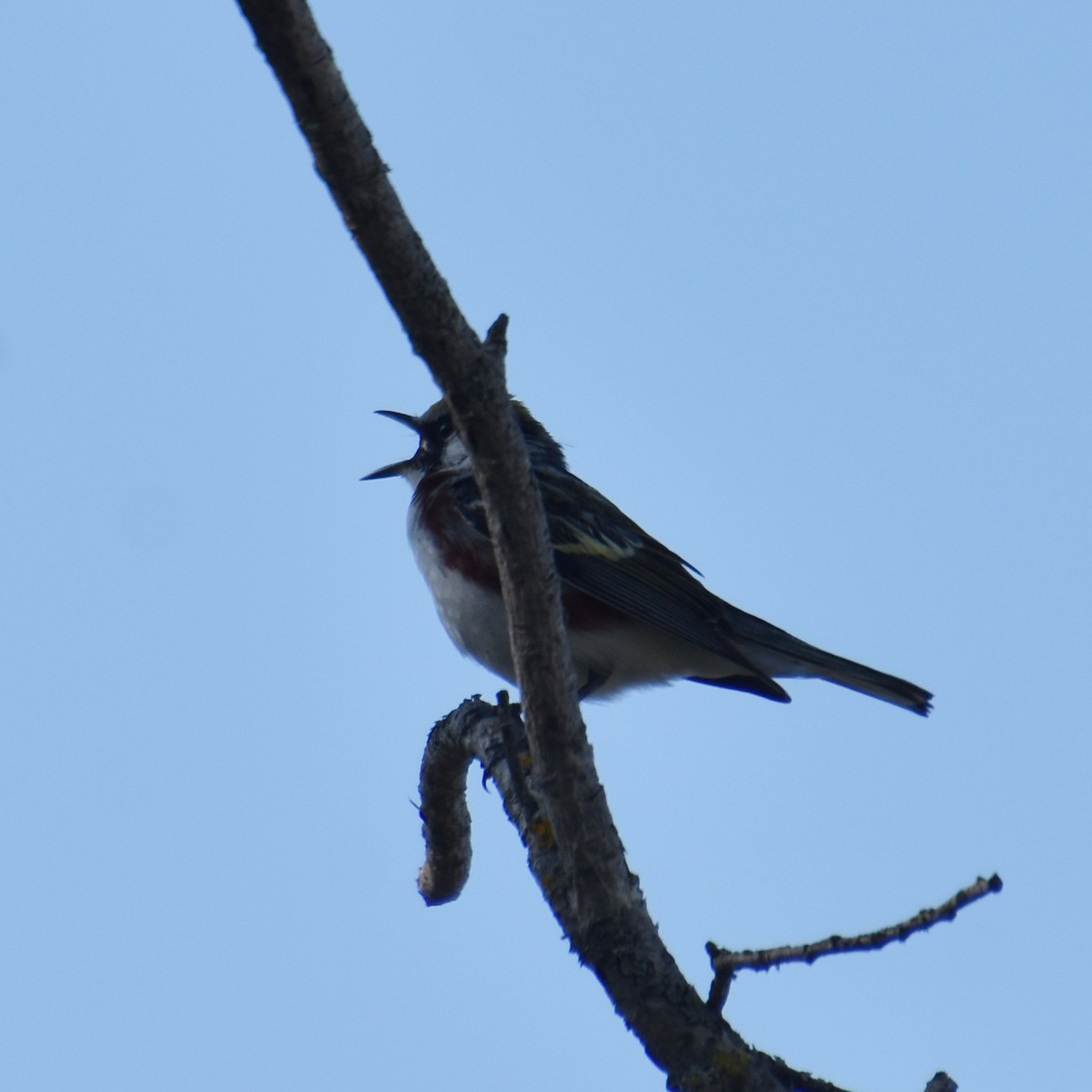 Chestnut-sided Warbler - Tracy Datlen