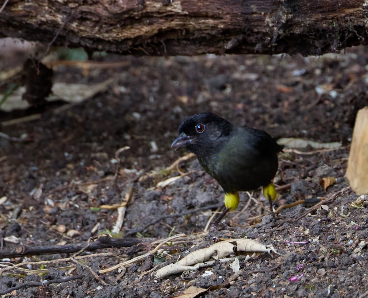 Yellow-thighed Brushfinch - Barbara S