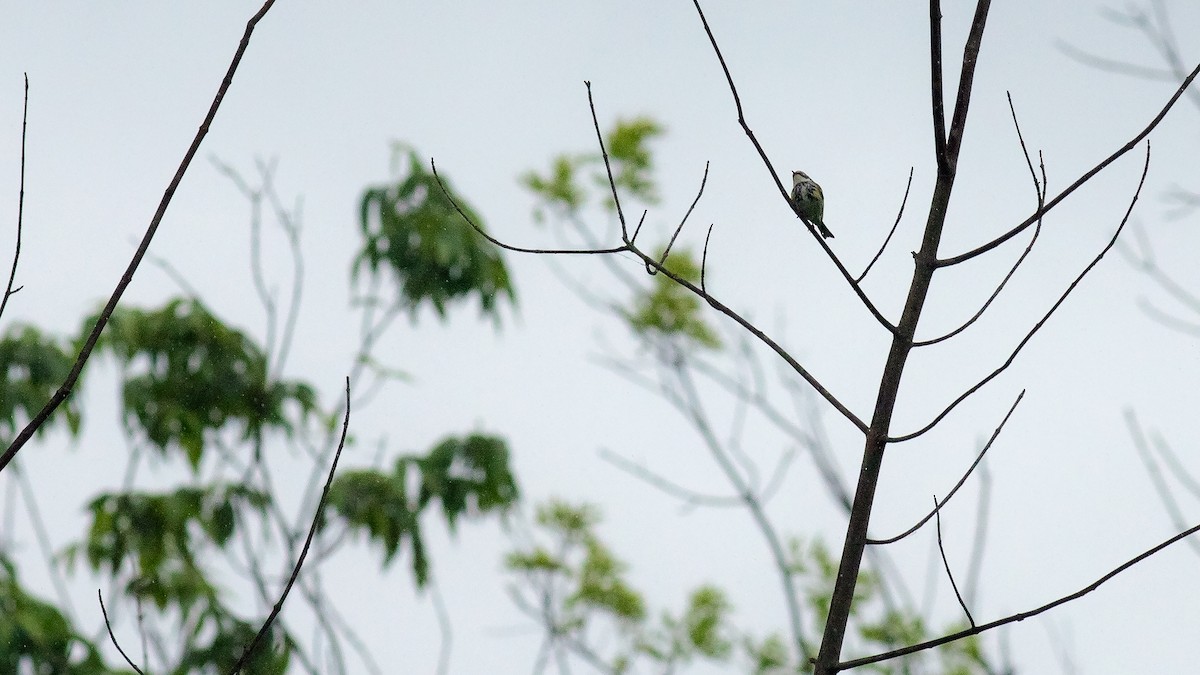 Yellow-rumped Warbler - Todd Kiraly