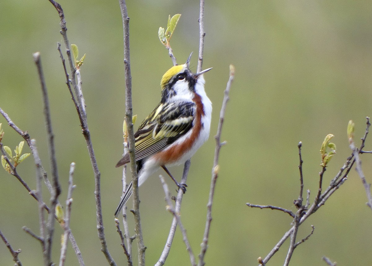 Chestnut-sided Warbler - ML618794079