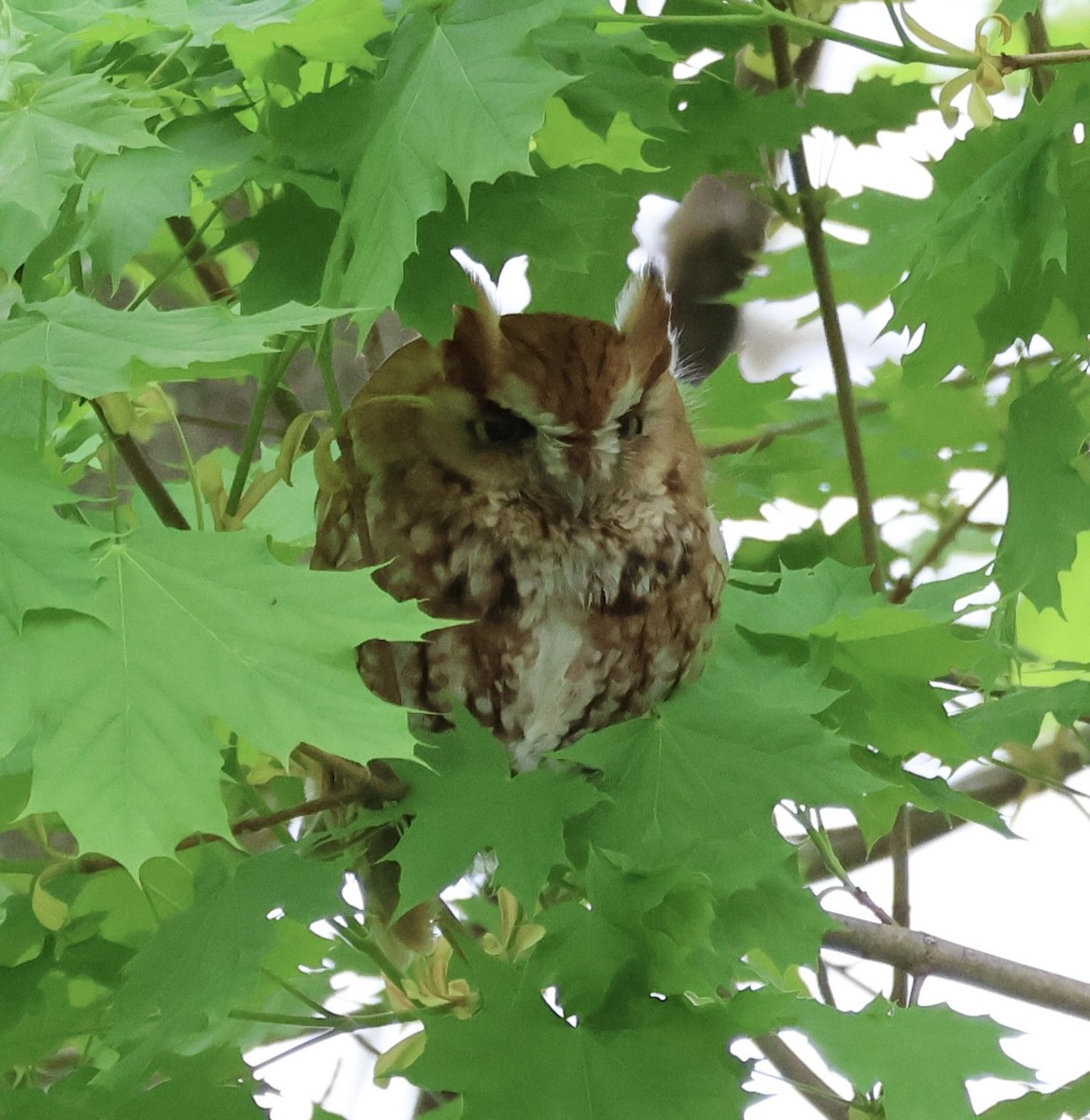 Eastern Screech-Owl - Margo Goetschkes