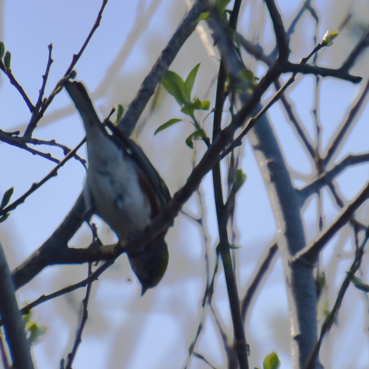 Chestnut-sided Warbler - Tracy Datlen